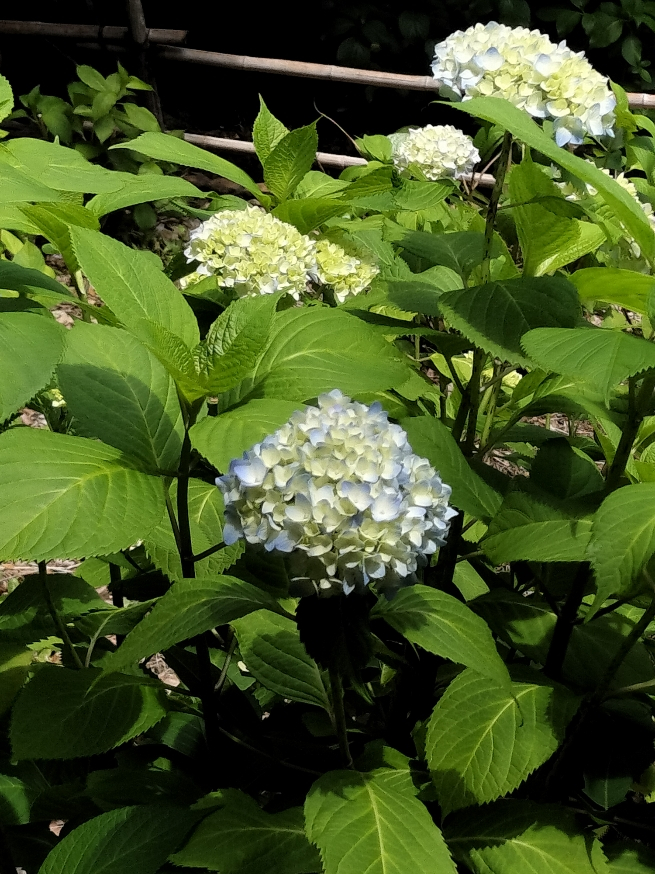 Photo_8